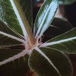 Pachypodium rosulatum Folla