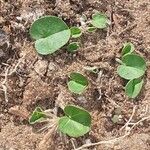 Dichondra carolinensis Feuille