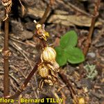 Epipogium aphyllum Fruit