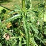 Hibiscus cannabinus Leaf