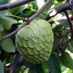 Annona cherimolaFrukt