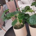 Pilea peperomioidesLeaf