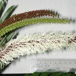 Pentaclethra macroloba Květ