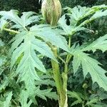 Heracleum mantegazzianum Blad