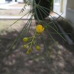 Parkinsonia florida Cvet