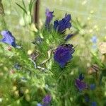 Echium plantagineumFlower