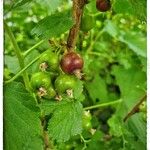 Ribes uva-crispaFruchs