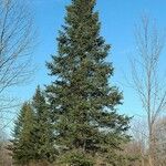 Abies balsamea 叶