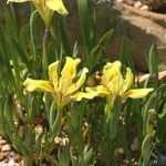 Iris humilis Kukka