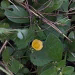 Sida cordata Frunză