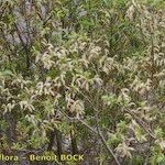 Salix pedicellata Habitat