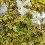 Selaginella helvetica ഇല