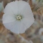 Convolvulus oxyphyllus Kwiat