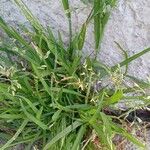 Poa annua 整株植物