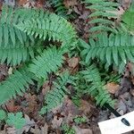 Dryopteris cycadina Leaf