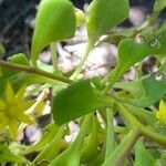 Aichryson divaricatum Hoja