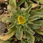 Asteriscus aquaticus Flower