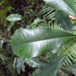 Syzygium aromaticum Leaf