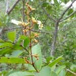 Qualea multiflora Flower