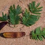 Anadenanthera colubrina Leaf