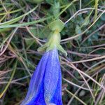 Gentiana acaulis Flor