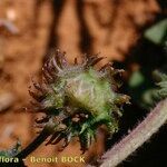 Medicago rigidula Mbuma