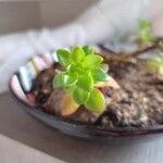 Sedum kimnachii 葉