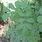 Hippocrepis emerusLapas