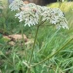 Heracleum sphondylium ശീലം