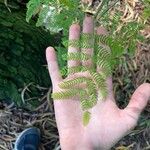 Pteris tripartita Листок