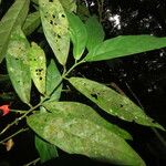Heisteria macrophylla Hoja