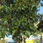 Ficus benjamina整株植物