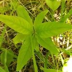 Triosteum perfoliatum Leaf