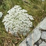 Visnaga daucoides Цвят