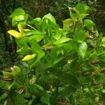 Ixanthus viscosus Hábito