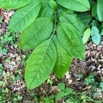 Oxydendrum arboreum Frunză