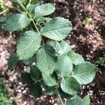 Rosa corymbifera Hoja