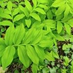 Polygonatum multiflorum موطن