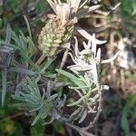 Lavandula stoechas Frucht