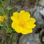 Potentilla hirta Flower