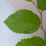 Celtis occidentalis Frunză