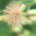 Erigeron sumatrensis Fruit