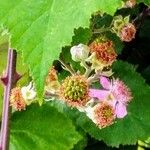 Rubus ulmifolius Frukt