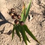 Maianthemum stellatumFruit