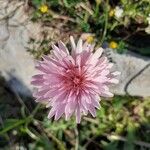 Crepis rubra Kvet