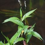 Persicaria punctata Pokrój