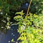 Oenanthe sarmentosa Leaf