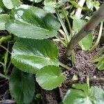 Eryngium tricuspidatum Blad