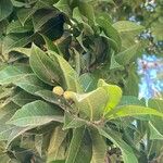 Brosimum alicastrum Fuelha