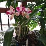 Cattleya amethystoglossa Цвят